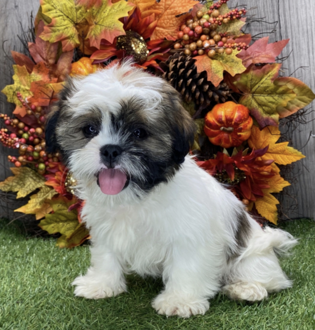 comprar cachorros sanos, baratos y asequibles para la venta